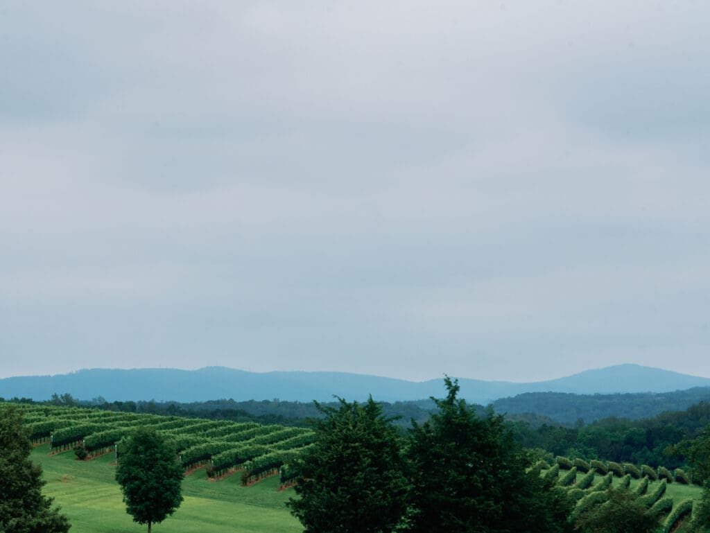 Vineyard rows overlooking the Blue Ridge Mountains in Northern Virginia, ideal for couples seeking timeless winery wedding venues.